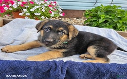 German Shepherd dogs for sale: Job - Image 1