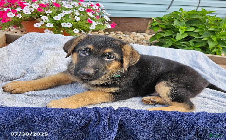 German Shepherd dogs for sale - Ad 2