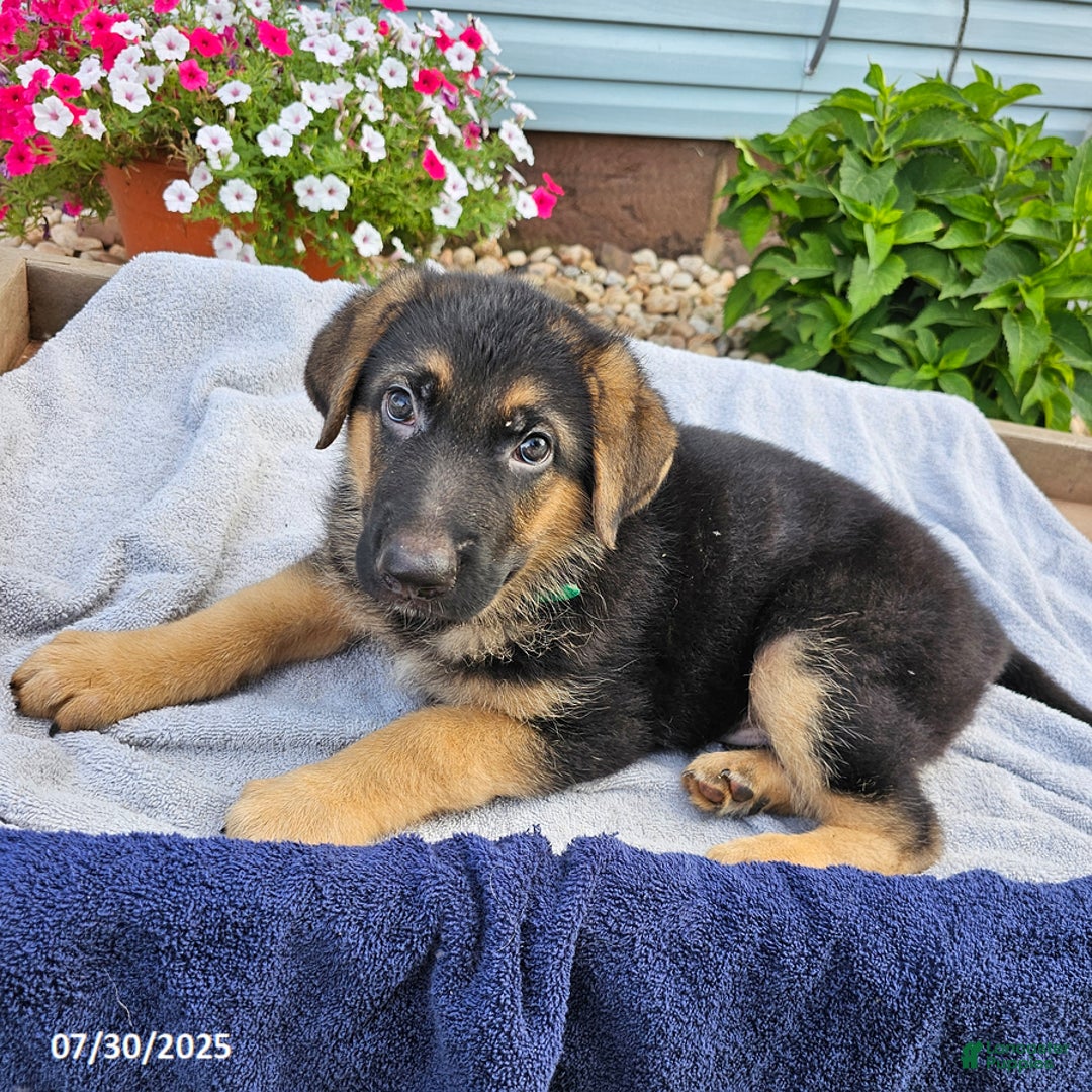 German Shepherd dogs for sale: Job - Image 1