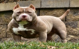 American Bully dogs for sale: Rogue - Image 1