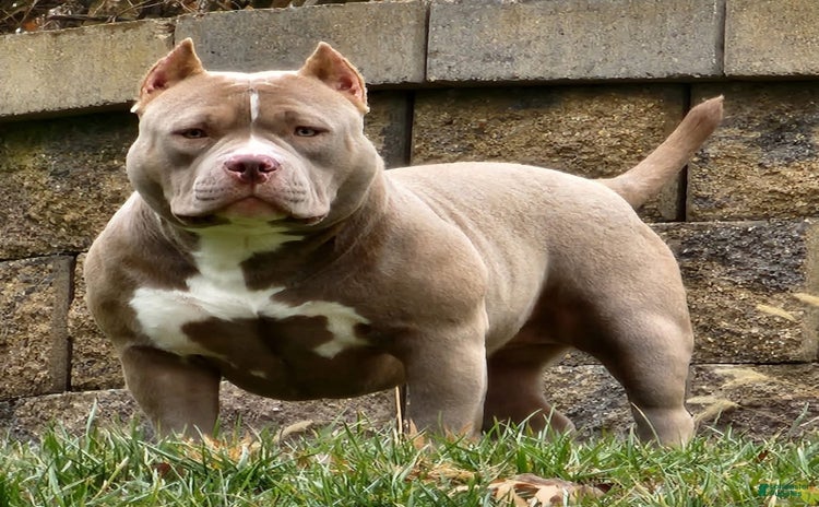 American Bully dogs for sale - Ad 3