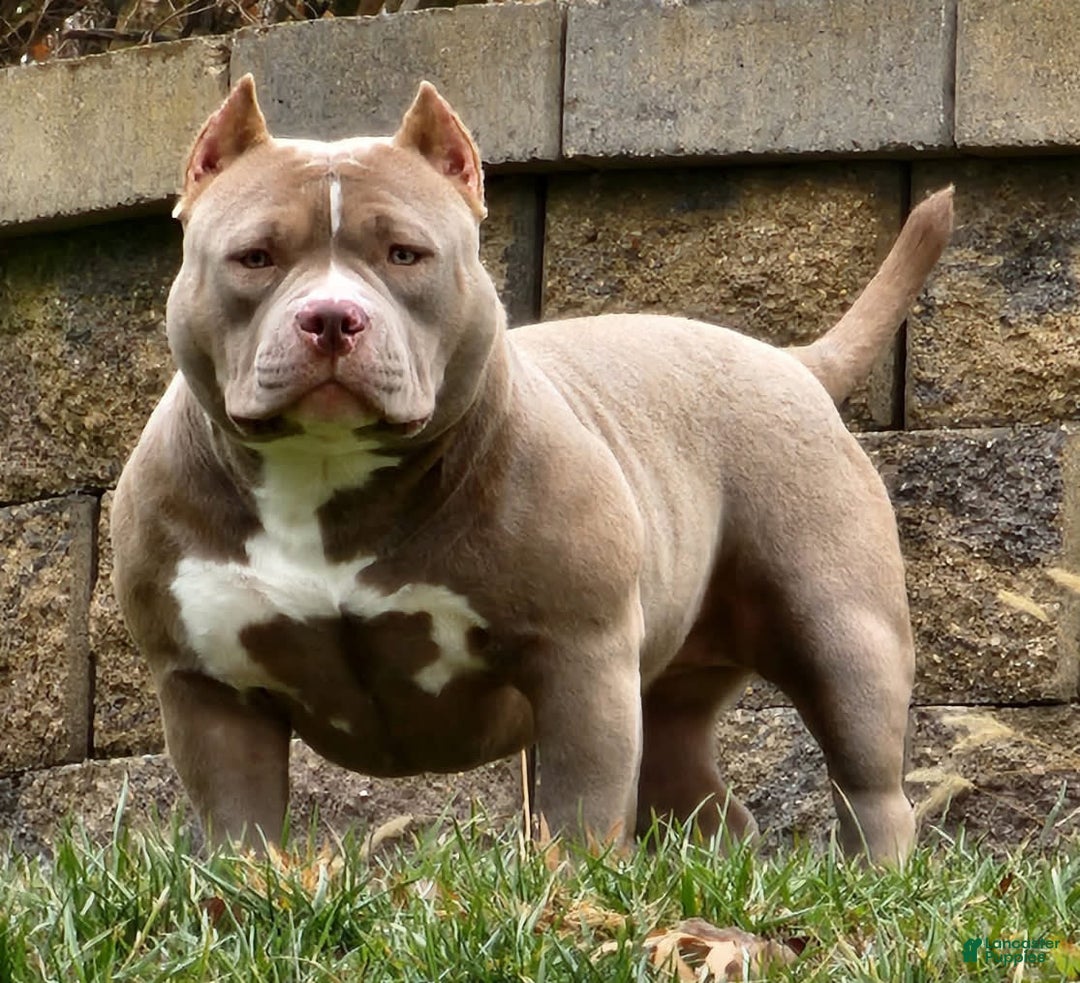 American Bully dogs for sale: Rogue - Image 1