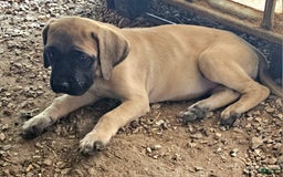 English Mastiff dogs for sale: Feebee - Image 6