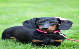 Miniature Dachshund dogs for sale: Sophia - Image 7