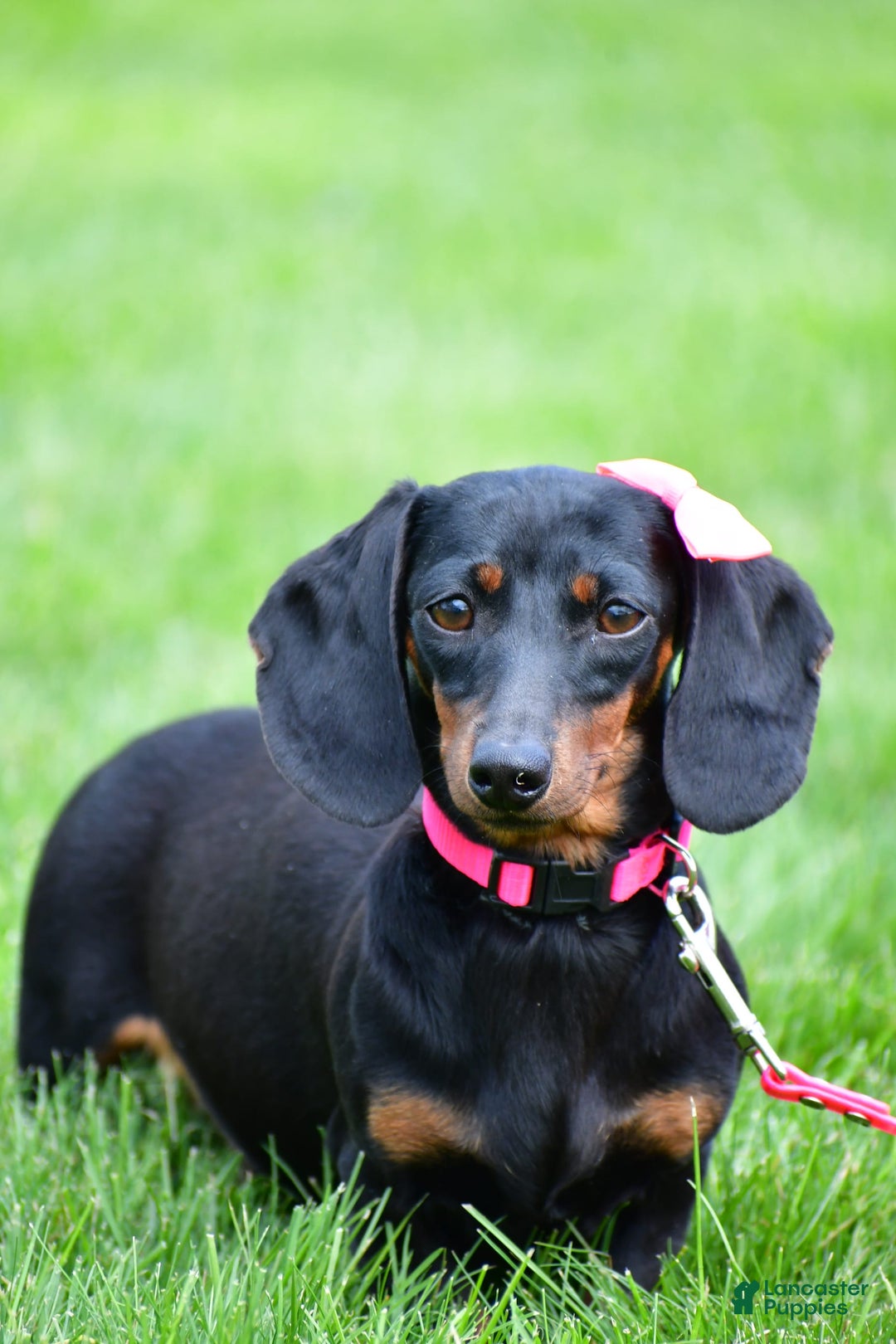 Miniature Dachshund dogs for sale: Sophia - Image 7