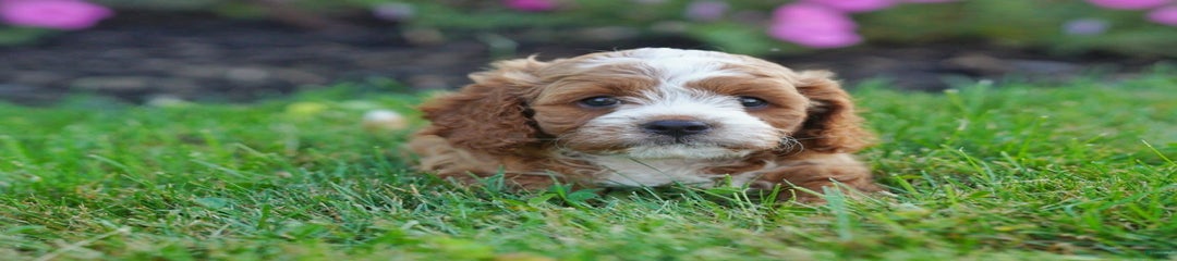 Comet