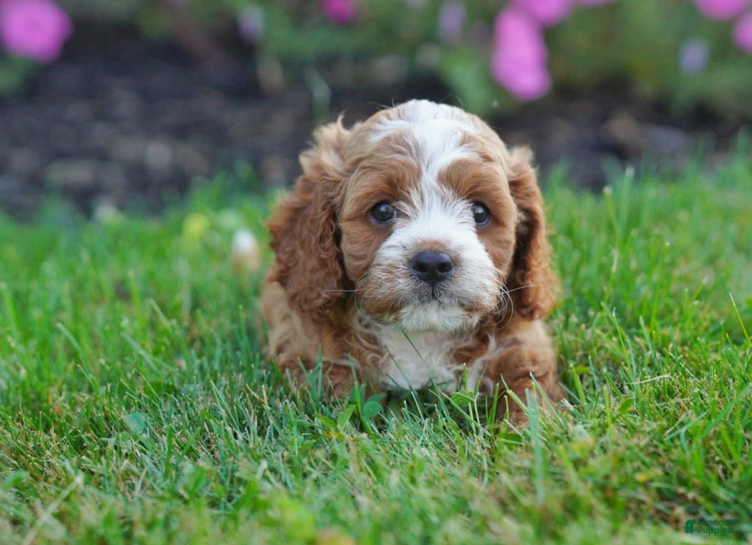 Cavapoo dogs for sale: Comet - Image 2