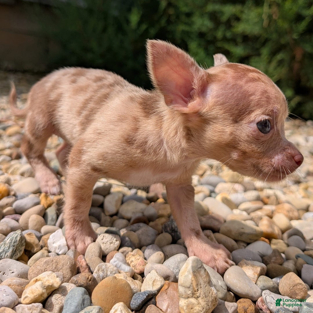 Chihuahua dogs for sale: Chihuahua 5 puppies - Image 23