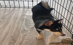 Alaskan Klee Kai dogs for sale: Naymeria - Image 4