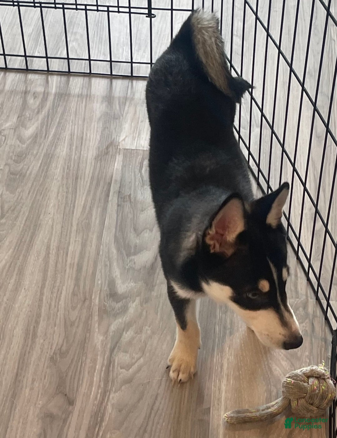 Alaskan Klee Kai dogs for sale: Naymeria - Image 4