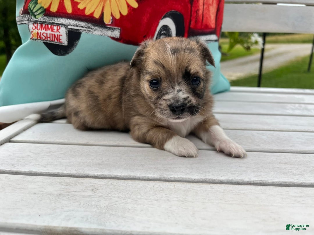 Chihuahua dogs for sale: Finn - Image 8