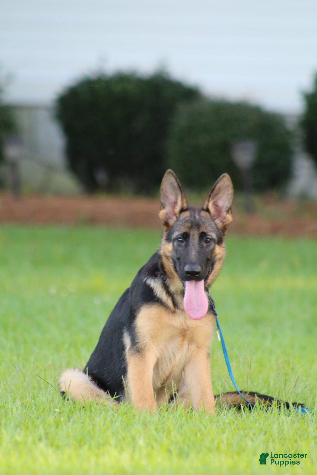 German Shepherd dogs for sale: Hazel - Image 9