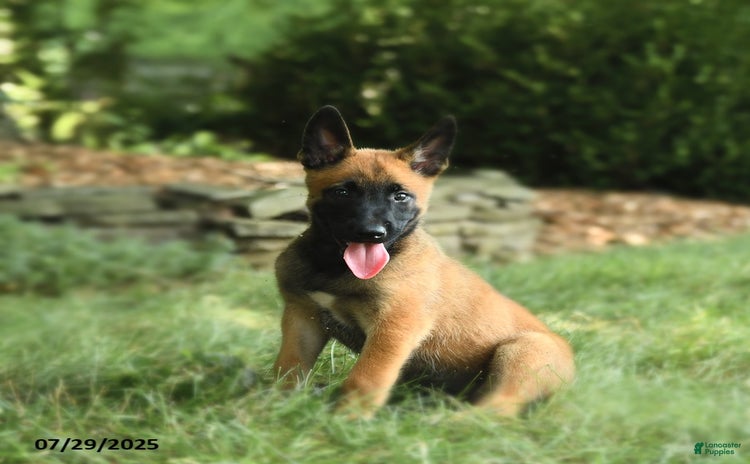 Belgian Malinois dogs for sale - Ad 1