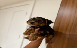 Yorkshire Terrier dogs for sale: Daisy - Image 3