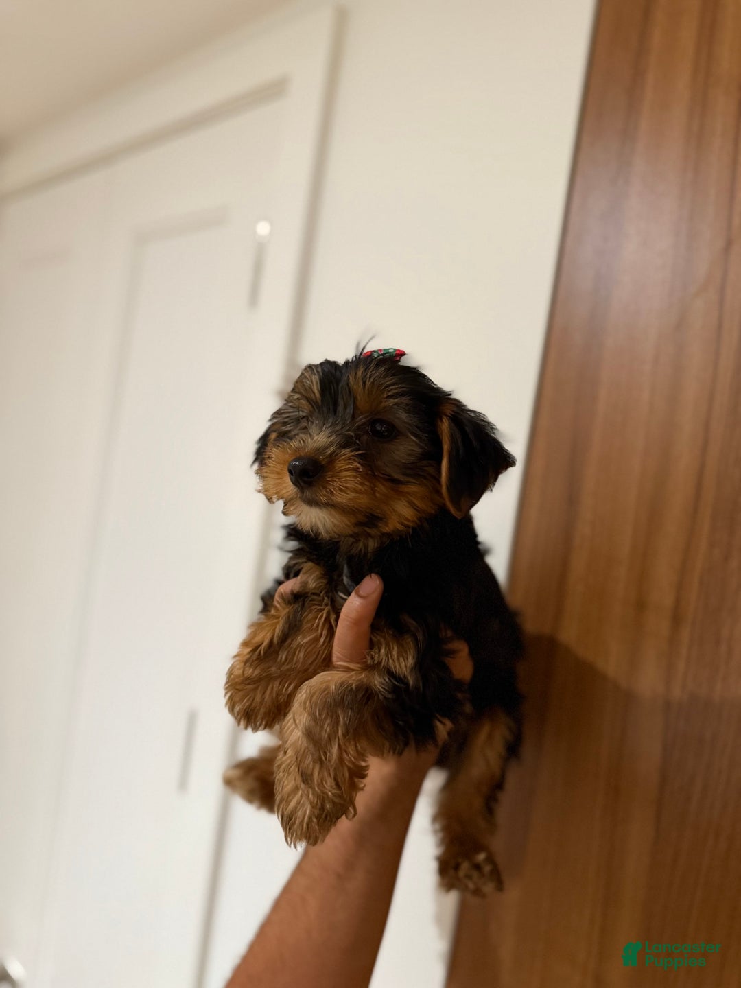 Yorkshire Terrier dogs for sale: Daisy - Image 3