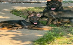 German Shepherd dogs for sale: Luna N Bella - Image 5