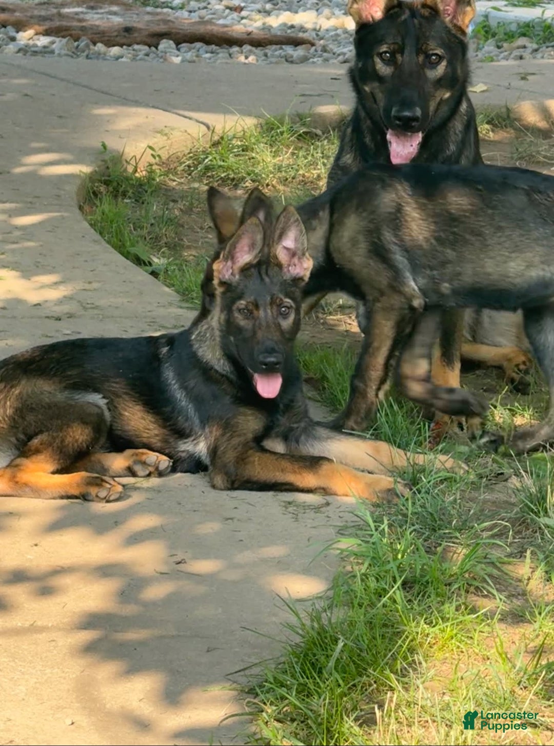 German Shepherd dogs for sale: Luna N Bella - Image 5