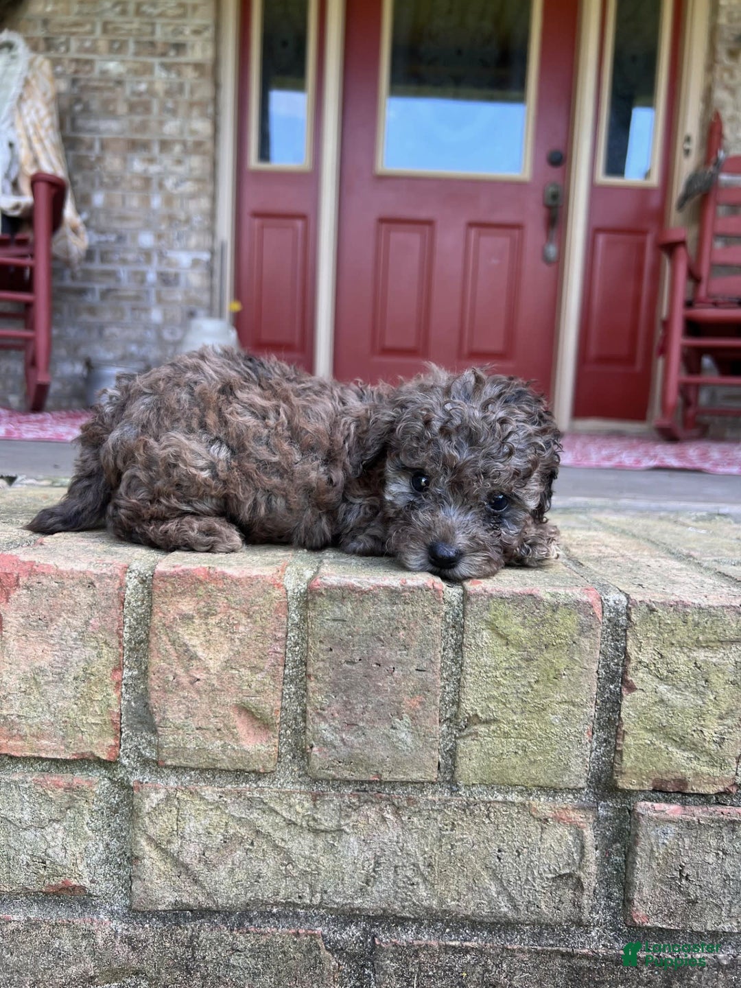 Cavapoo dogs for sale: Rocky - Image 3