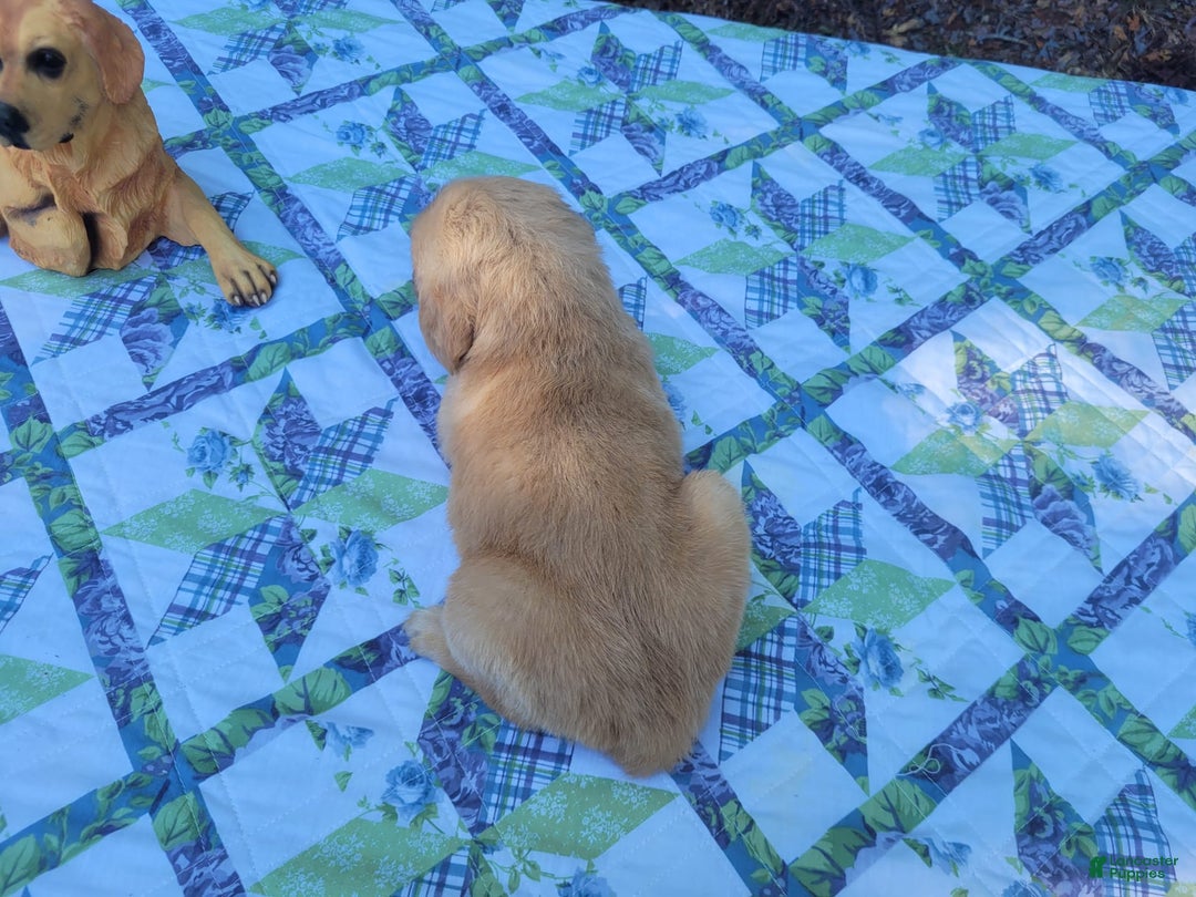 Golden Retriever dogs for sale: Maggie - Image 8