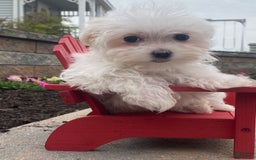Maltese dogs for sale: Mya - Image 6