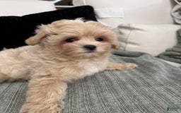 Maltipoo dogs for sale: Freeman - Image 5