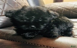 Shih Tzu dogs for sale: Midnight - Image 1