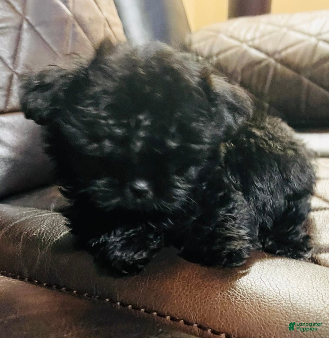 Shih Tzu dogs for sale: Midnight - Image 1