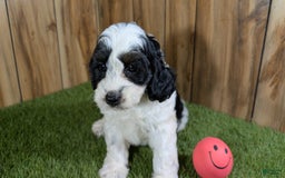 Cavapoo dogs for sale: Missy Girl 2 - Image 3
