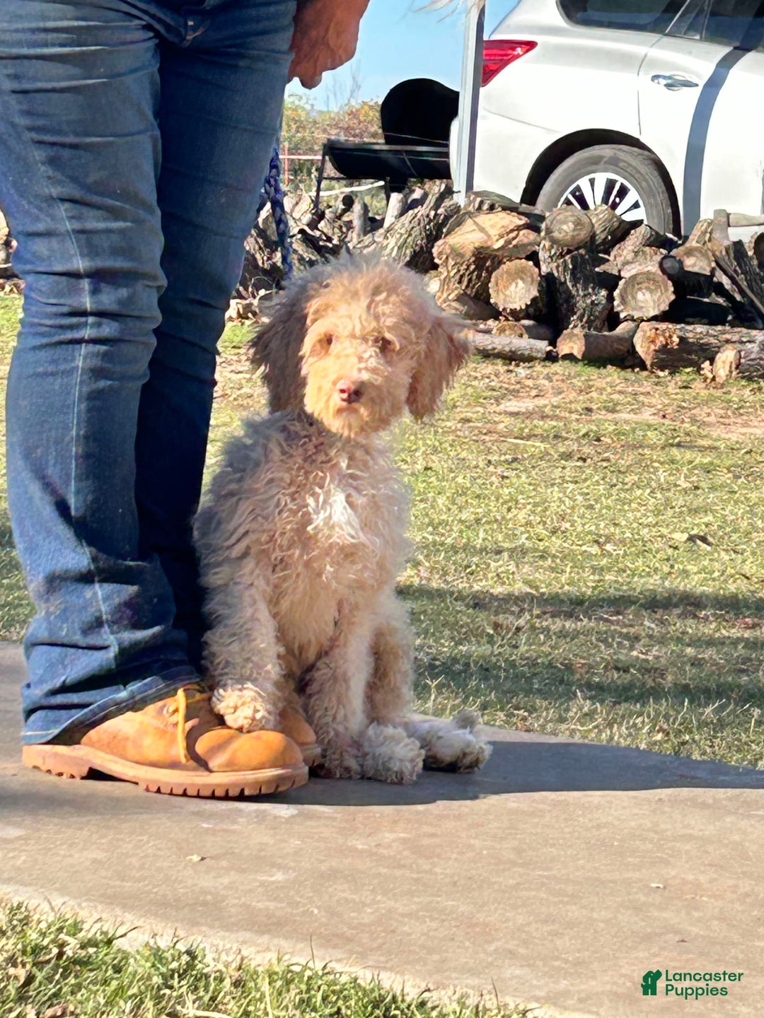 Goldendoodle dogs for sale: Randy - Image 2
