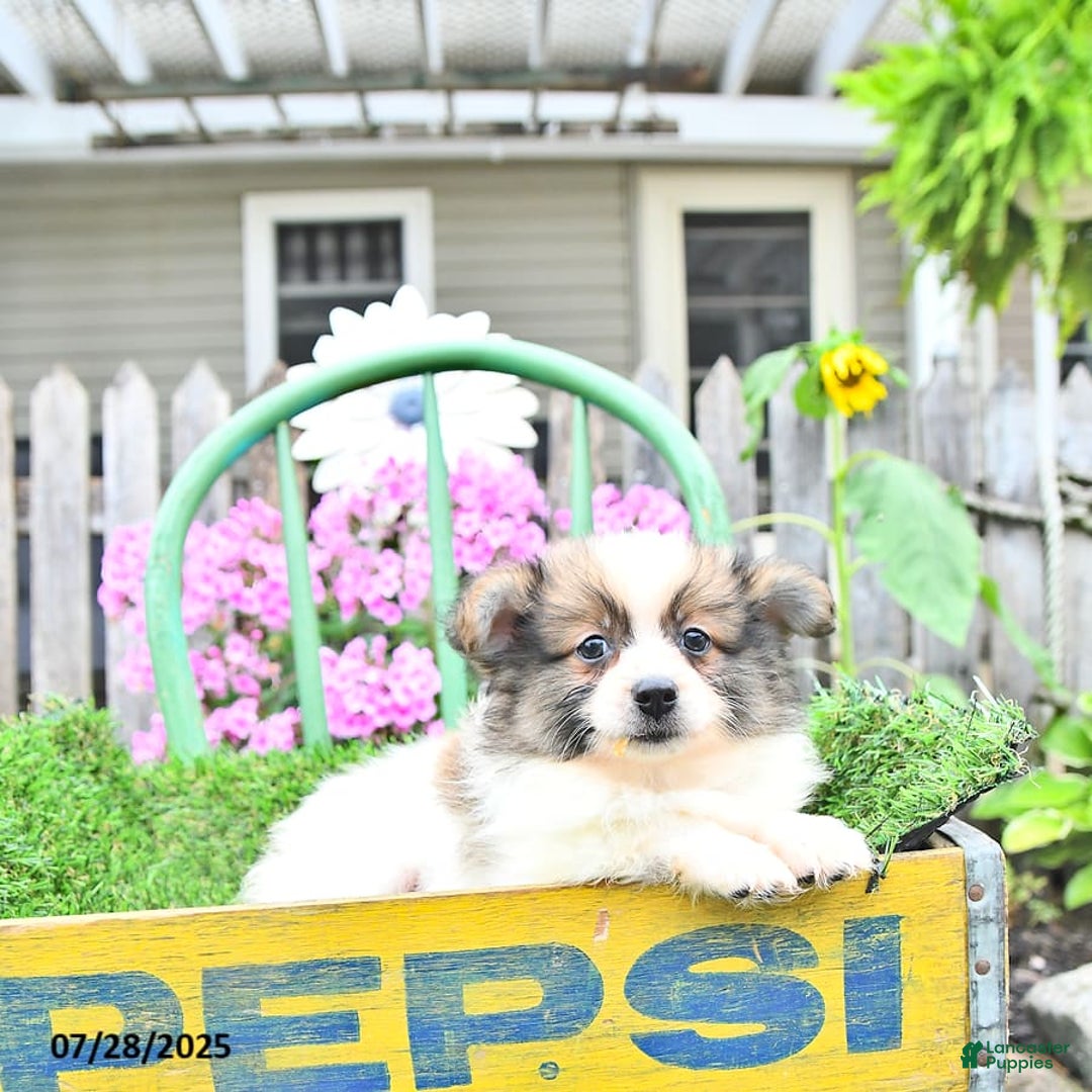 Pomeranian dogs for sale: Felix - Image 4