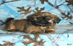 Shih Tzu dogs for sale: Sterling - Image 2