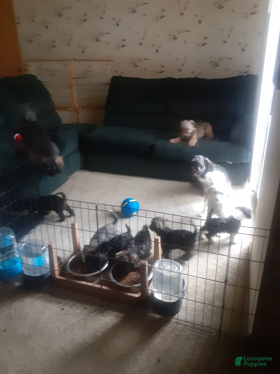 Shih Tzu dogs for sale: G Baby - Image 3