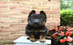 German Shepherd dogs for sale: Maverick - Image 4