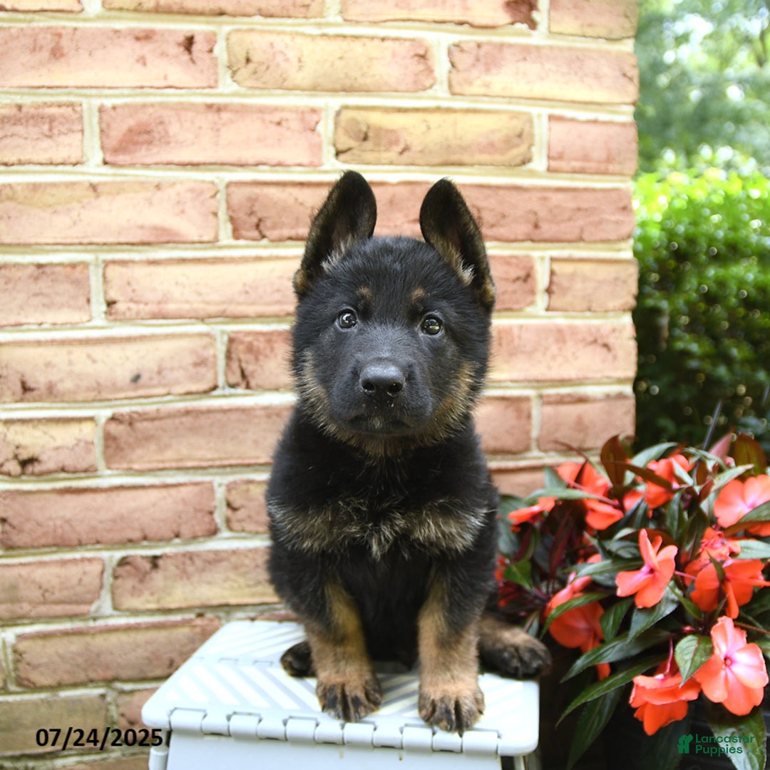 German Shepherd dogs for sale: Maverick - Image 4