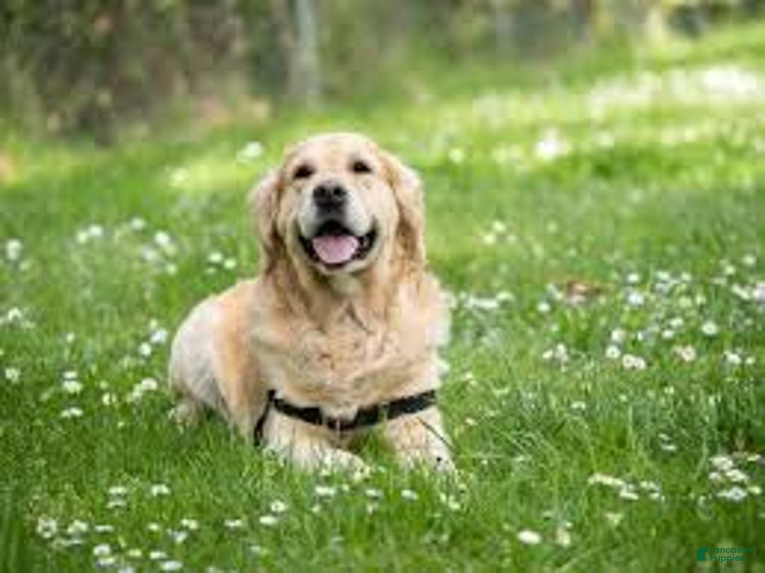 Airedale Terrier dogs for sale: Adam - Image 2