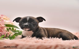 Boston Terrier dogs for sale: Samantha - Image 5