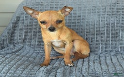 Chihuahua dogs for sale: Bambi - Image 3