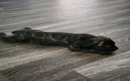 Cane Corso dogs for sale: Female brindle - Image 1