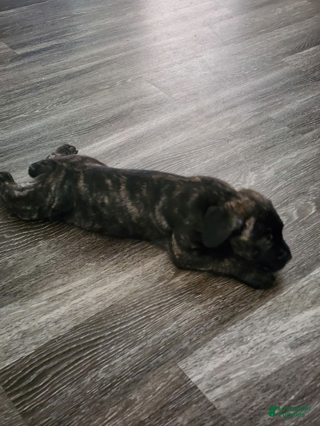 Cane Corso dogs for sale: Female brindle - Image 1