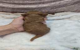 Cavapoo dogs for sale: Hera - Image 15