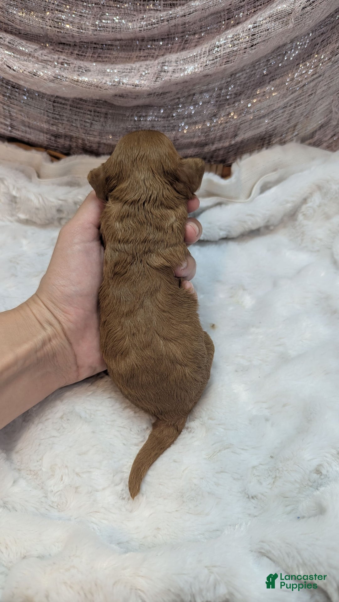Cavapoo dogs for sale: Hera - Image 15