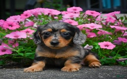 Miniature Dachshund dogs for sale: Shadow - Image 2