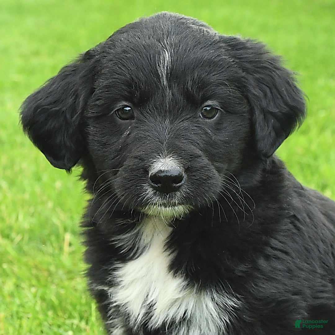 Australian Shepherd dogs for sale: Brandy - Image 6