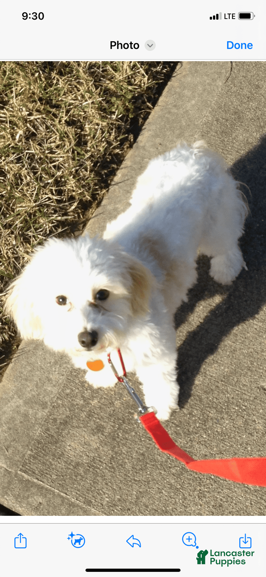 Teddy Bear dogs for sale: Ben - Image 6