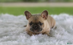 French Bulldog dogs for sale: Tank - Image 5