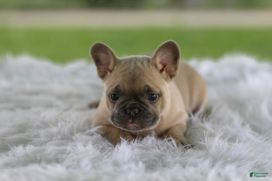 French Bulldog dogs for sale: Tank - Image 5
