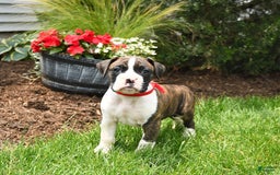 Boxer dogs for sale: Hunter - Image 3