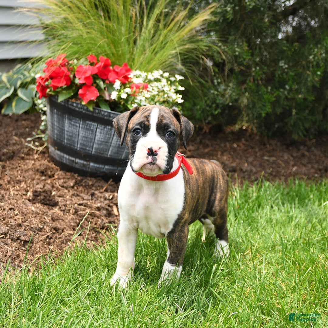 Boxer dogs for sale: Hunter - Image 3