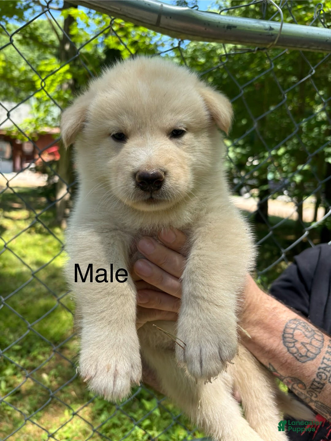 Alaskan Malamute dogs for sale: Maxine Puppies - Image 6