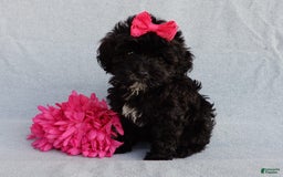 Cockapoo dogs for sale: Isabelle - Image 6